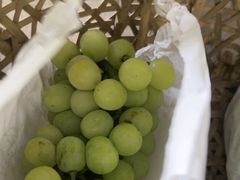 -马陆小张葡萄园农家乐