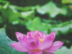-陈家山荷花公园