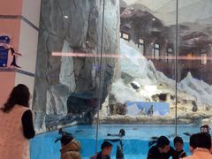 -帝企鹅自助餐厅•儿童岛•真企鹅(长隆企鹅酒店)