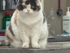 -四月宠物医院·猫专科·心脏专科·内科(转塘店)