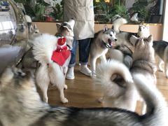-Husky Go! 哈士奇体验馆·宠物咖啡厅狗咖