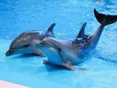 -福州罗源湾海洋世界旅游区