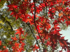 -上海共青森林公园