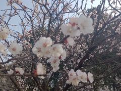 -国际非物质文化遗产博览园