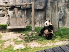 -上海野生动物园