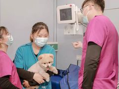 -关爱宠物医院·猫科中心·消化科(滨湖万达分院)