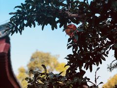 -西安华清御汤酒店