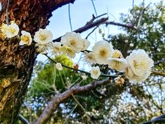 -莘庄公园