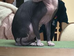 -猫和宫(六道口店)