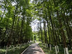 -桤木河湿地公园