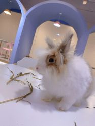 -Moni星球萌宠·小马宝莉·灵蛇·高端高阶全萌宠互动体验俱乐部(红豆国际广场店)