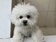-美联众合爱康动物医院•复杂内科•肿瘤科•牙科•腔镜诊疗中心