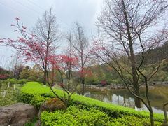 -铁山坪森林公园