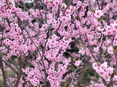 -鹫峰国家森林公园