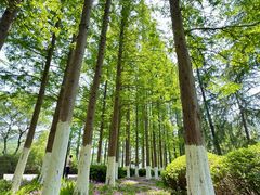 -宜兴龙背山森林公园