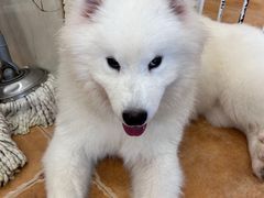 -Let's go狗咖·猫咖·奶狗·桌游(春熙路IFS店)