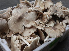 -杨记山珍鸡煲菌汤锅