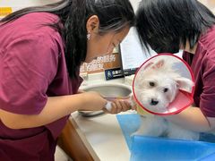 -宠福鑫动物医院·动物疾病诊疗中心(天通苑店)