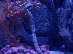 -暹罗海洋世界