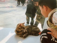 -飞行喵MR PILOT|猫舍·猫咖(静安大融城店)