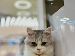 -COLOR PETS 撸猫馆·购猫·猫咖(长风大悦城店)