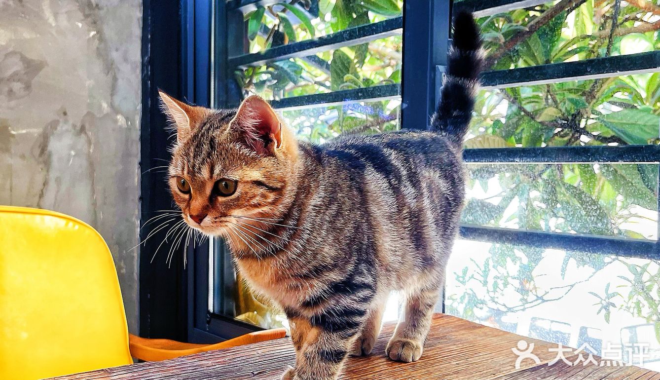 山东菜煎饼配美式