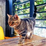 山东菜煎饼配美式