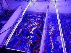 -山东柏宁水族批发广场