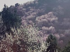 -北京西山国家森林公园