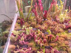 -中国科学院西双版纳热带植物园