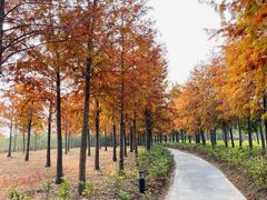-春花秋色城市公园