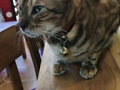 -李小姐の猫咖啡馆(五角场店)