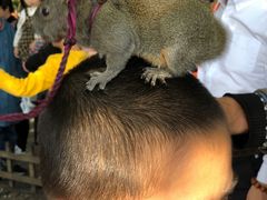 -西湖外事游船(湖滨二公园外事游船码头)