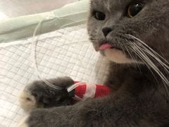 -爱侣宠医·鹦鹉专科·小型哺乳类·异宠专科(灵石路店)