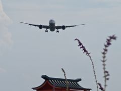 -空港花田景区