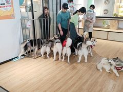 -Husky Go! 哈士奇体验馆·宠物咖啡厅狗咖