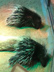 -酷嗒动物文化乐园(cutezoo西溪乐天城店)