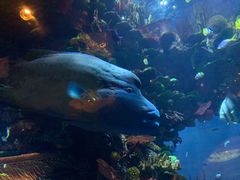 -迪拜帆船酒店海底餐厅