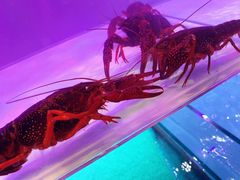 -虾弄弄海派小龙虾·牛羊蝎子火锅