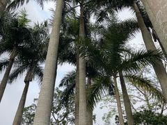 -深圳仙湖植物园