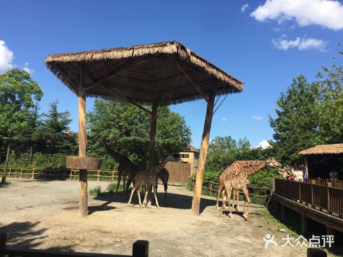 上海野生動物園圖片