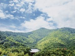-大唐贡茶院