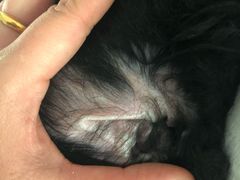 -喜多萌中农锦绣动物医院24H·猫科·牙科MRI·CT