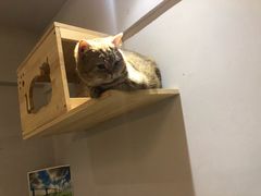 -万小咖.猫咖(中山路天虹店)