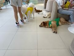 -怪兽屋·羊驼·猫咖·狗咖(俊华广场店)