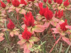 -武清南湖绿博园