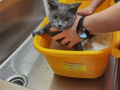 -喜洋洋宠物医院(震川路总店)