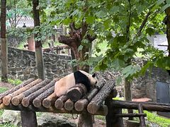 -都江堰中华大熊猫苑