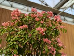 -南宫五洲植物乐园