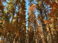 -黄海国家森林公园